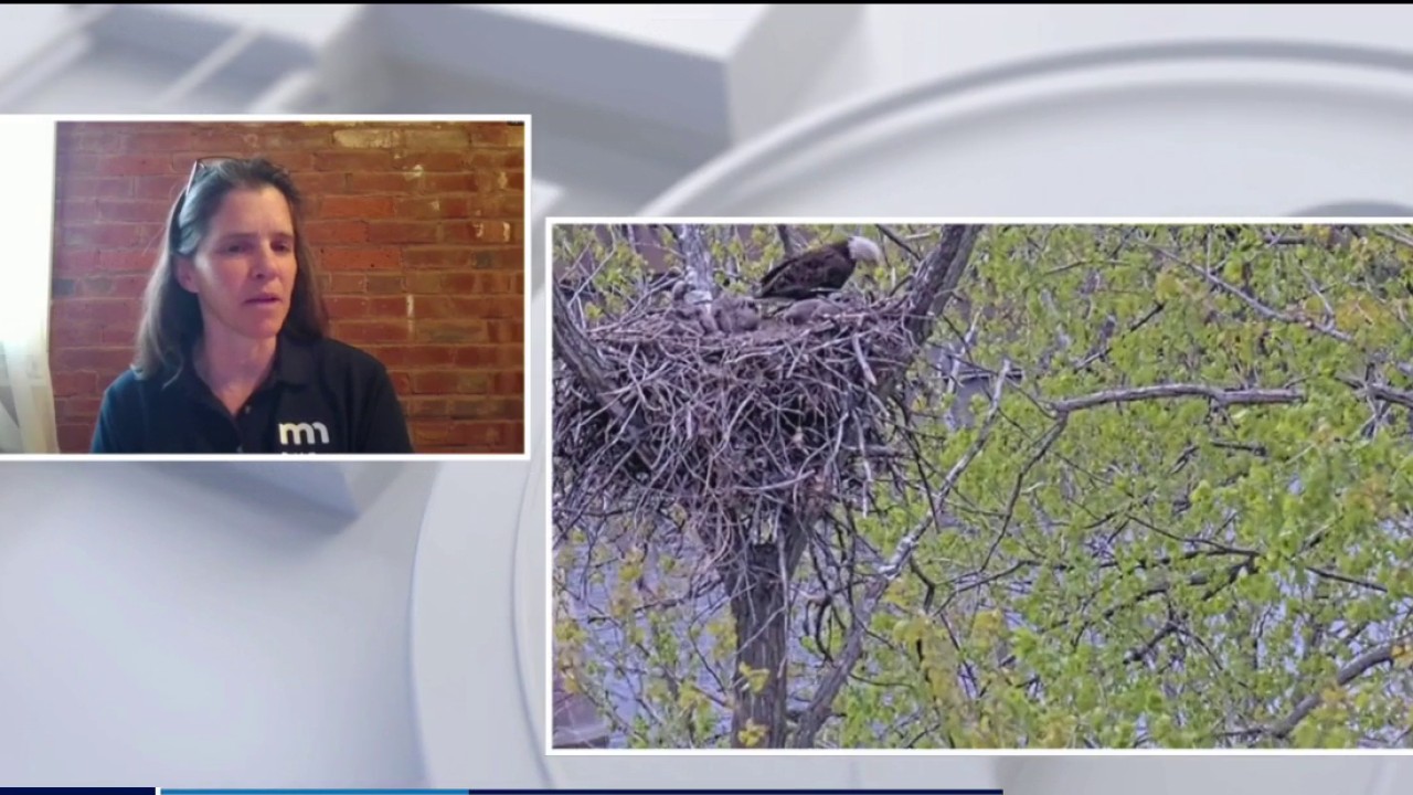 The story behind the DNR's eagle camera