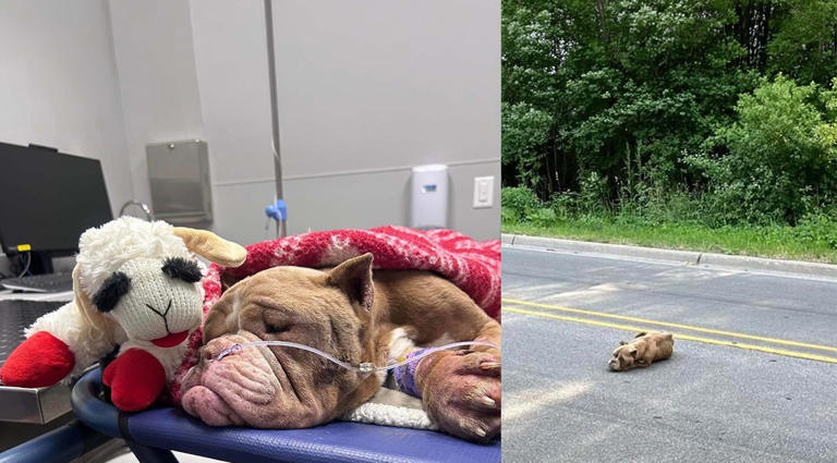 Il cane abbandonato in una casa viene salvato dai vicini dopo giorni di ...