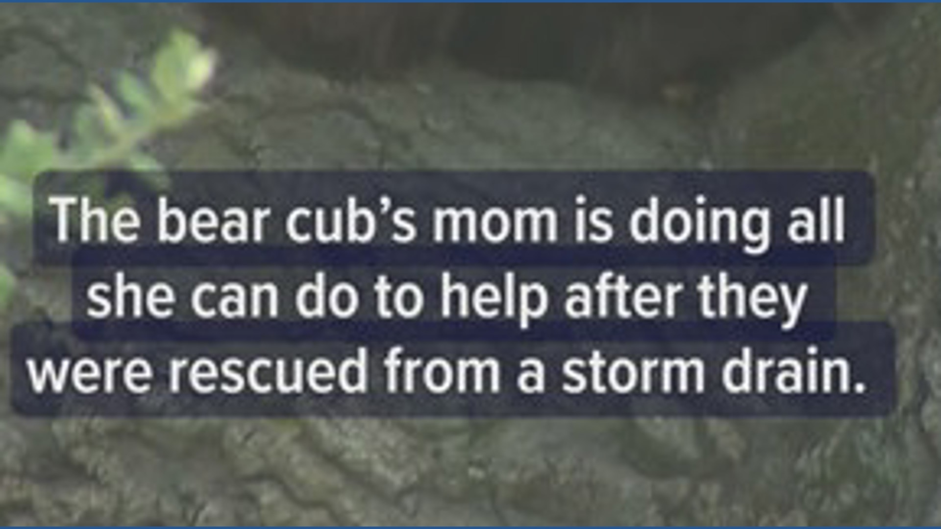 Bear cubs rescued from storm drain now stuck in tree in California
