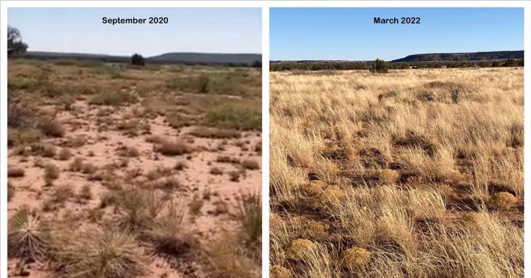 Technology, ancient grazing systems transform NM's cattle ranches