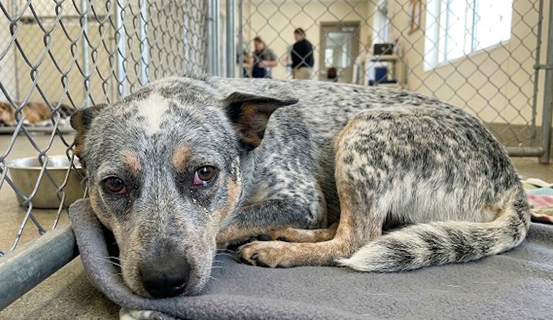 Il cane rimasto solo in canile dopo la perdita del fratello smette di ...