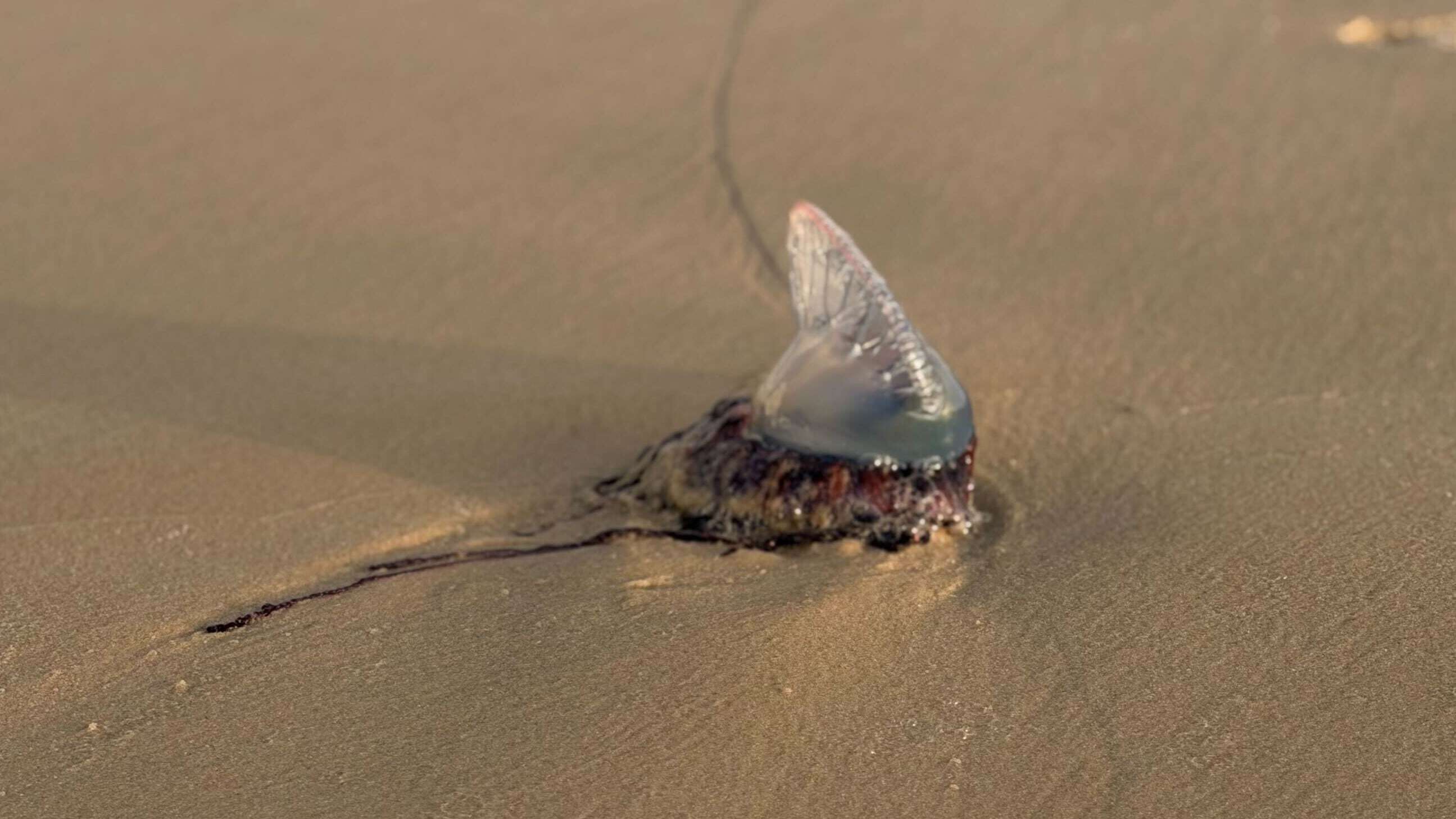 Alabama beaches see influx of these sea creatures