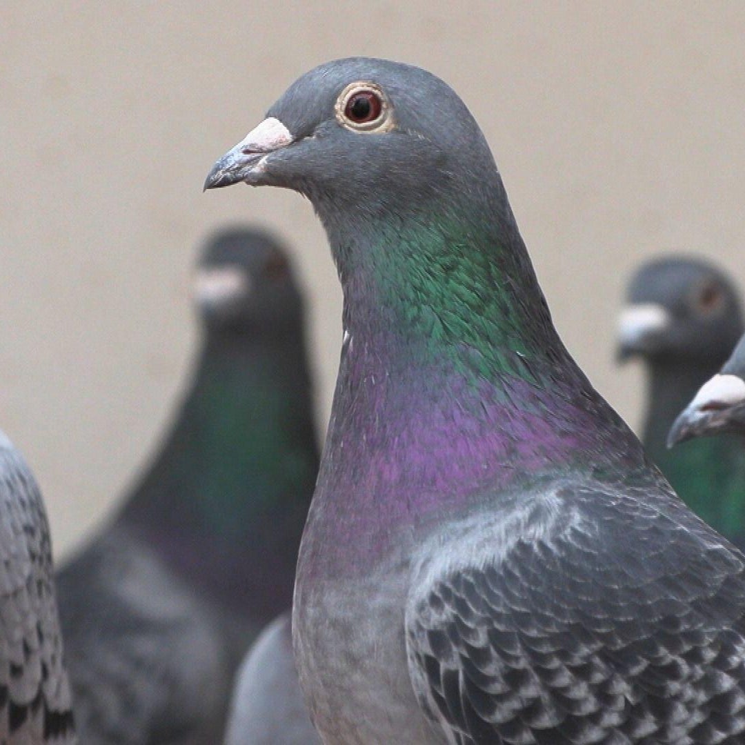 The international criminal networks stealing pricey pigeons