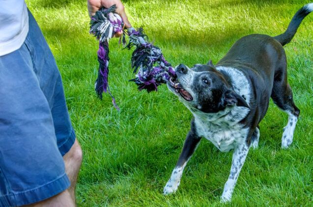 New study reveals the secret to a happier relationship with your dog