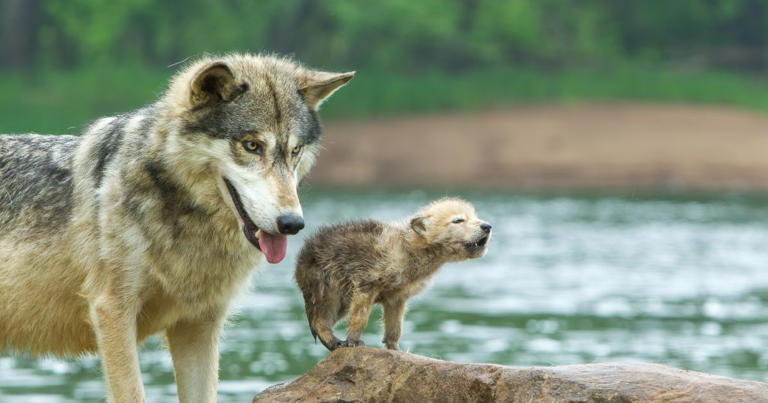 WA wolf population hits record high, advocates say still more to do