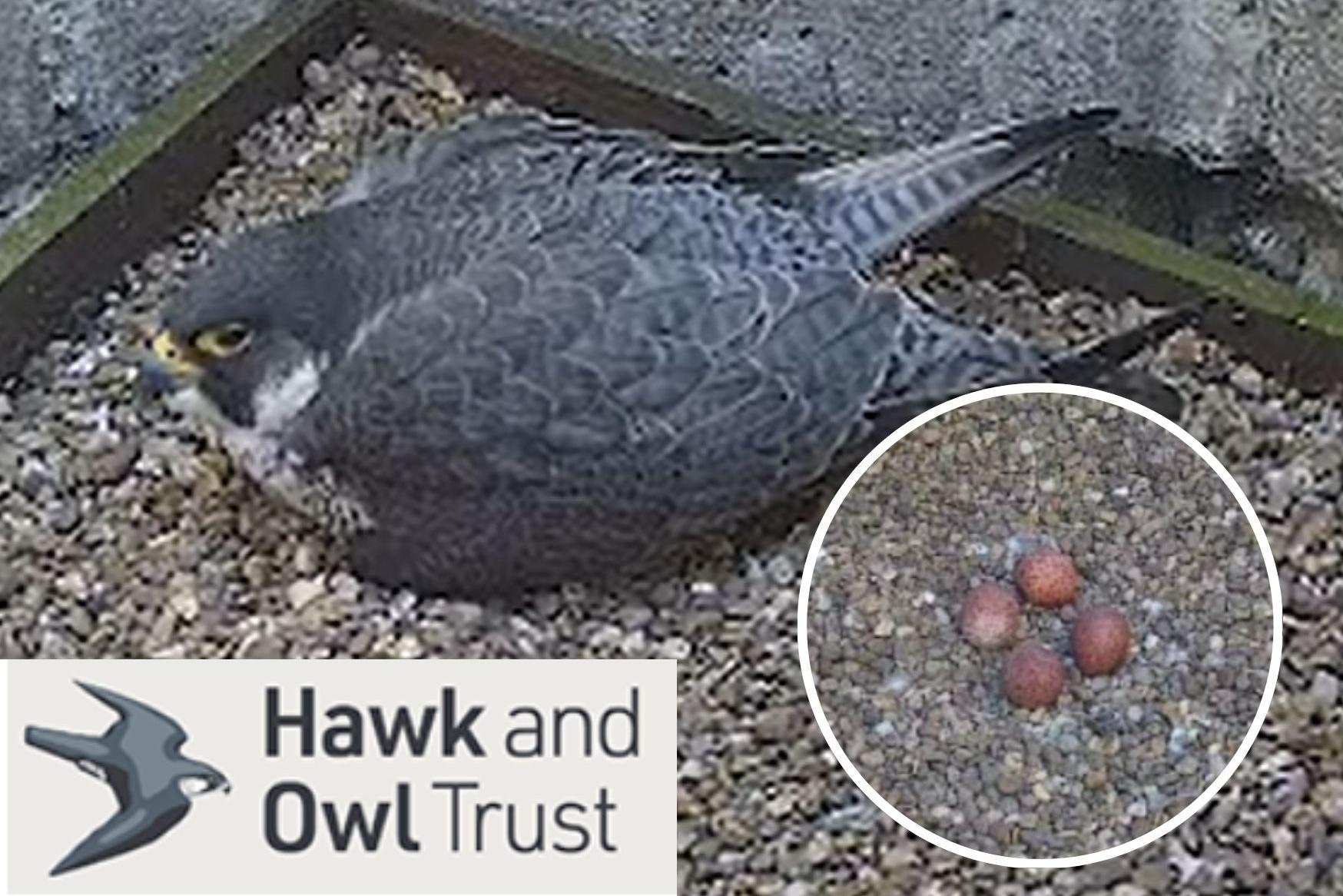 Cracking good show as sitting pretty Kettering peregrines prepare to ...