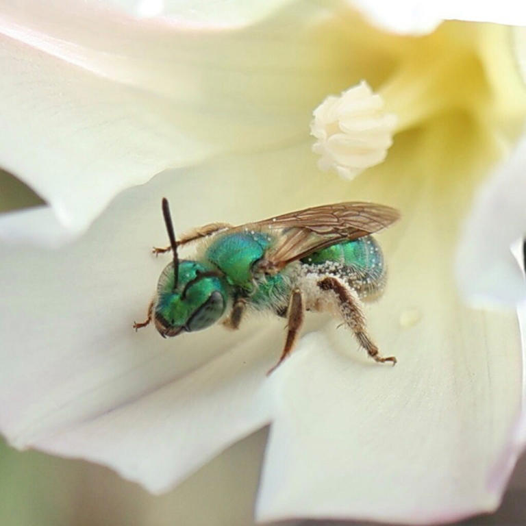 Some bees change colour with the weather, reveals new research