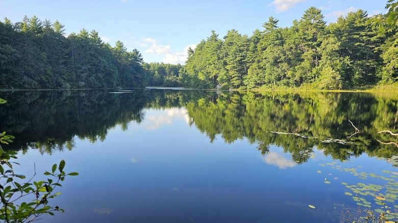Nestled between Boston and Providence is Massachusetts' state forest ...