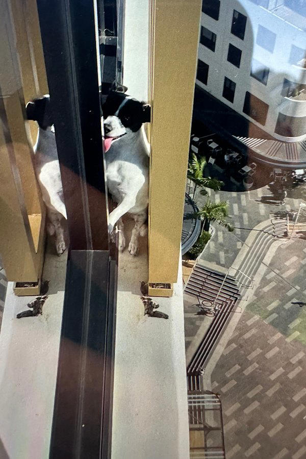 Elbie was rescued from the apartment on Monday after walking halfway around the building on a 10-centimetre ledge.