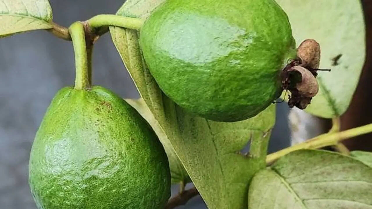 How to grow guava tree at home (simple step-by-step guide for beginners)