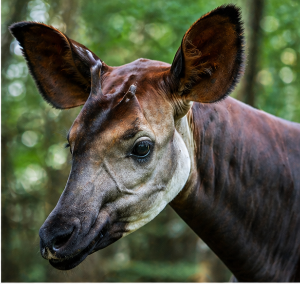 This rare animal breed is almost too unique to be real