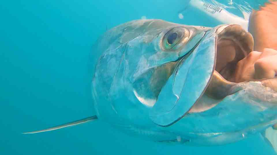 He caught a prehistoric fish - caught on camera