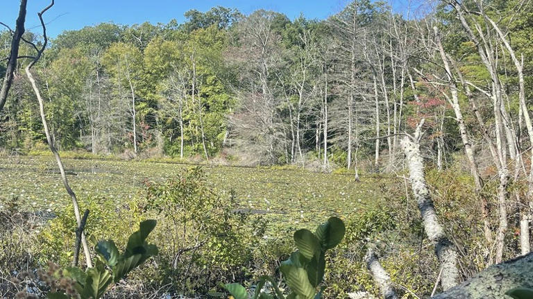 Nestled between Boston and Providence is Massachusetts' state forest ...
