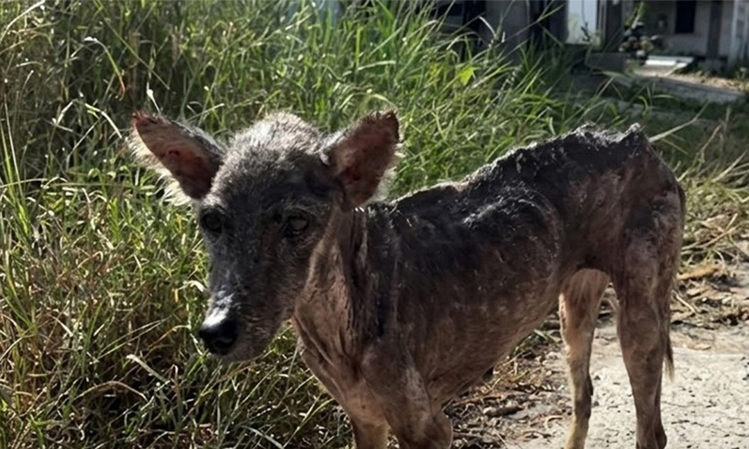 La cagnolina lasciata a tre anni in rifugio osserva in silenzio chi ...