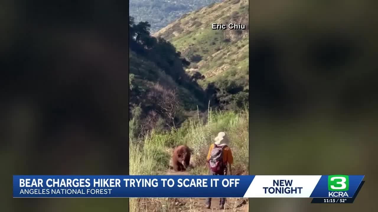 Bear charges hiker on Mount Wilson trail in Los Angeles, video shows