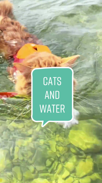 Cat Fish Moment Too Funny To Miss
