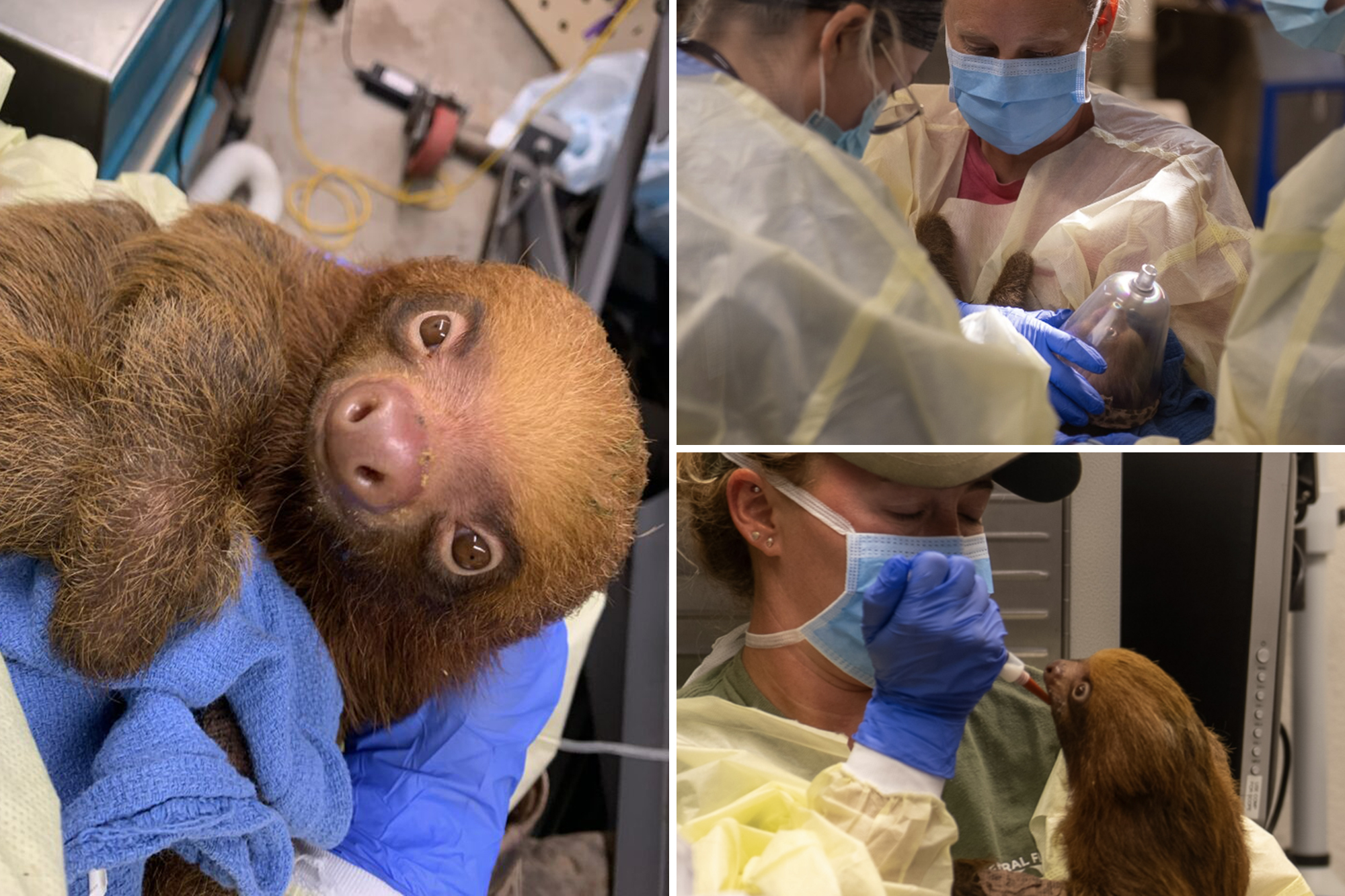 13 malnourished sloths rescued from bankrupt Florida tourist trap after ...
