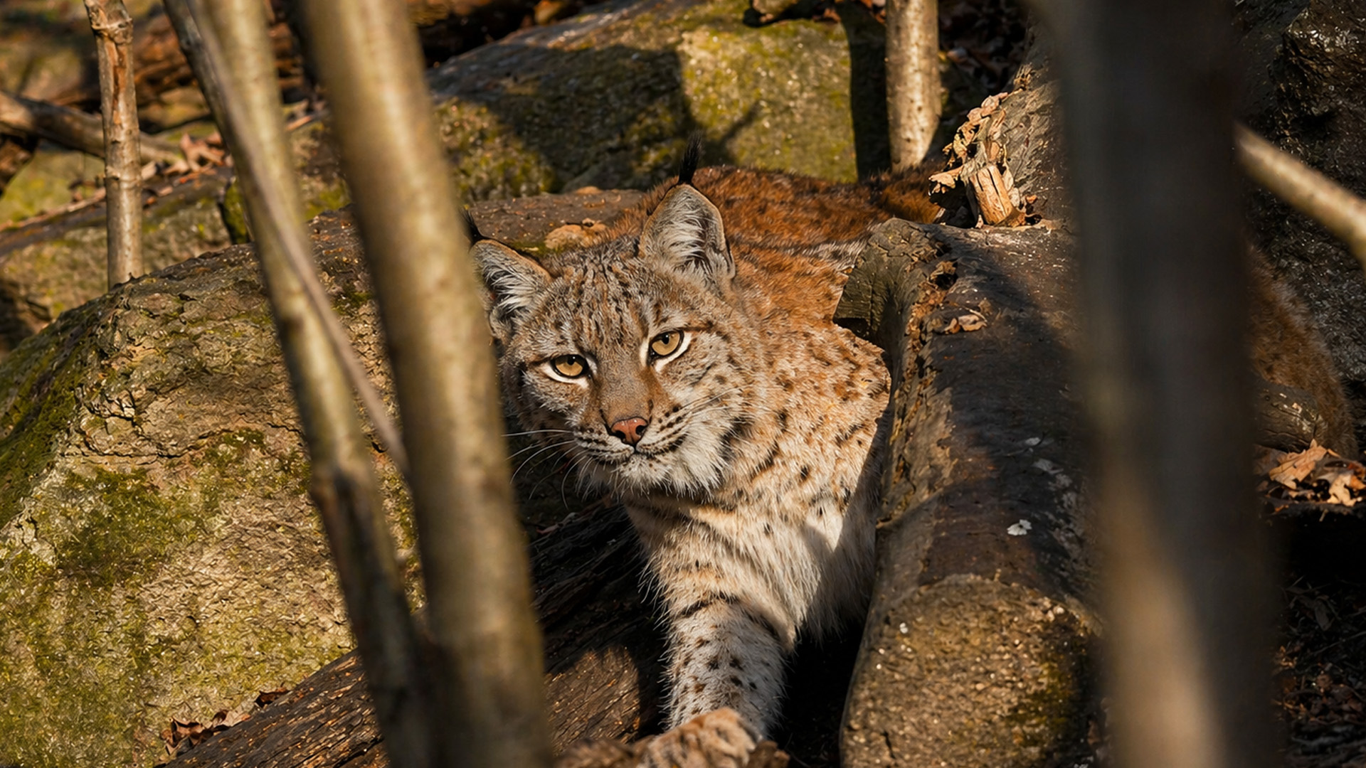 This predator was hiding in plain sight - camera trap footage
