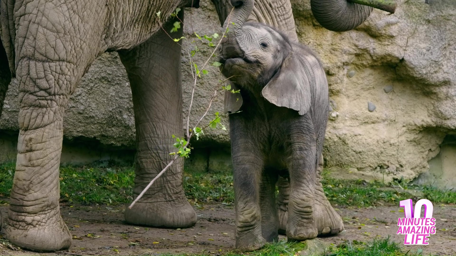 Baby olifant leert overleven dicht bij beschermende moeder