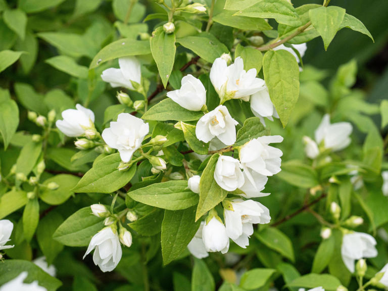 How to create a stunning cottage garden in the smallest of spaces