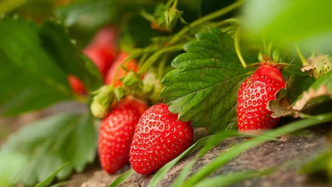 How to grow strawberries at home: Perfect soil mix, timing & care tips