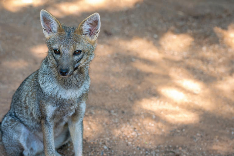 10 rarest dogs in the world, many on the brink of extinction, from the ...