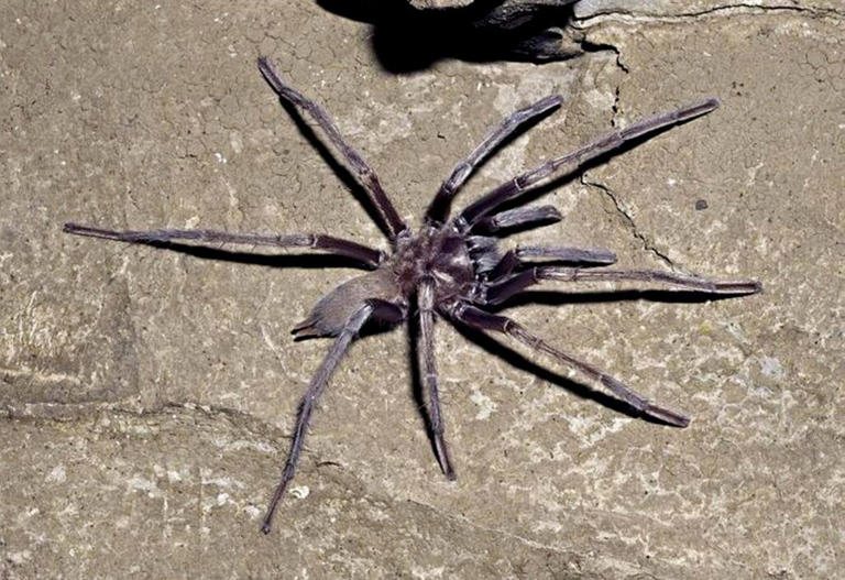 Tarantulas use memory and learning skills to hunt, study suggests