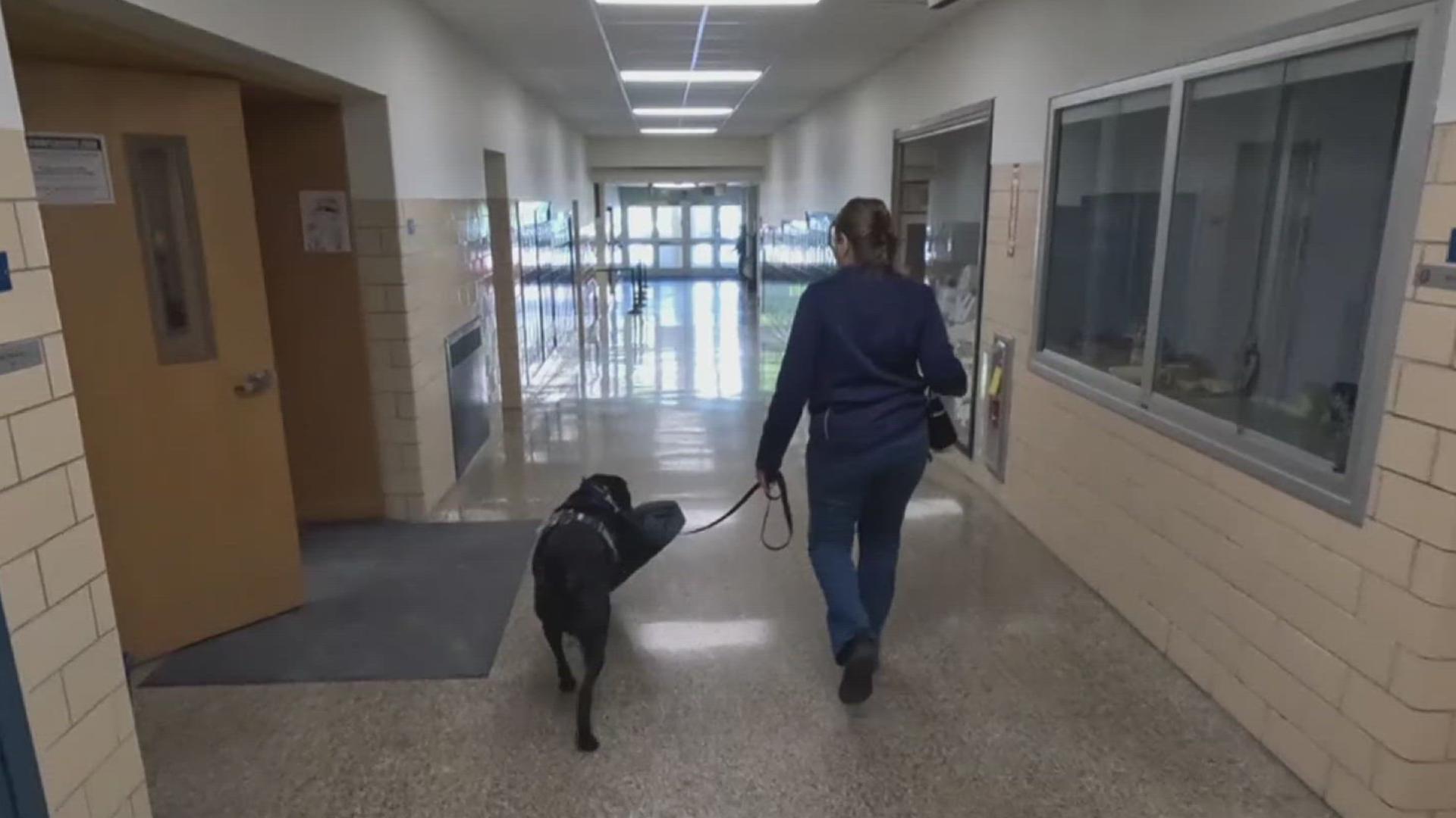 Dog lends helping paw at West Shore School District | On the bright side