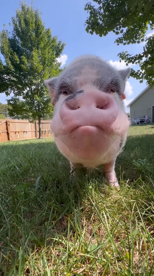 Adorable pig compilation full of cute and funny moments