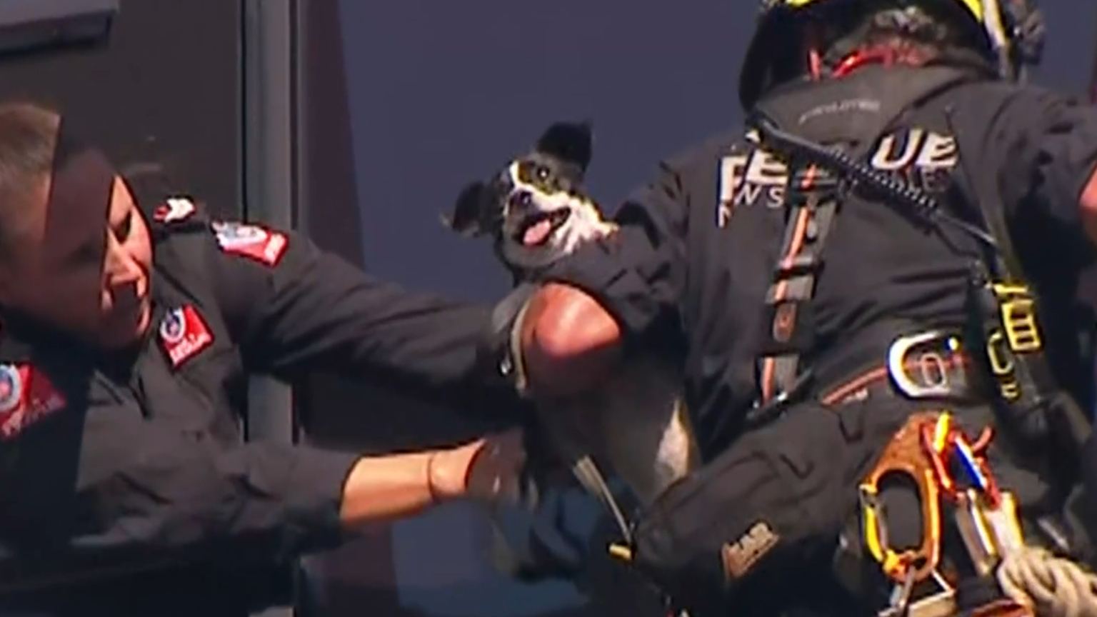 Rescuer scales Sydney high-rise to reach missing dog trapped on ledge ...