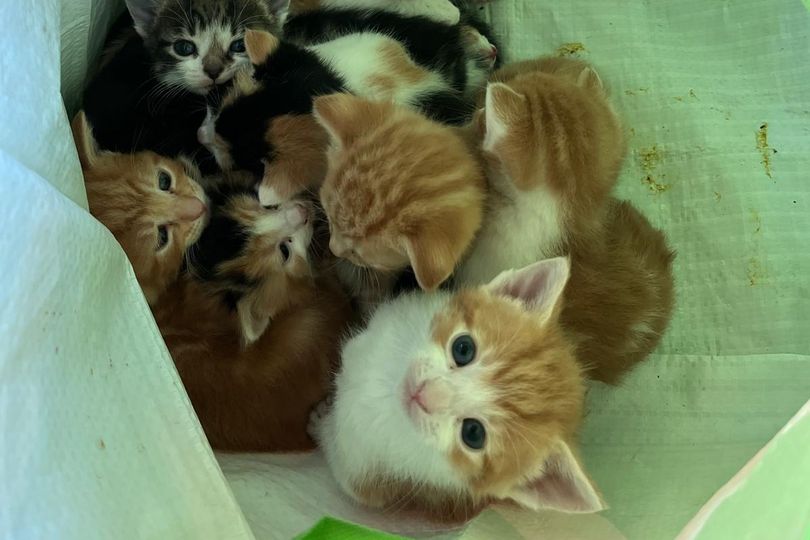 Bag of tiny newborn kittens found dumped in Atherstone