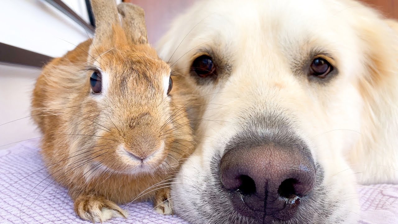 Rabbit Sam gets a gentle hug from golden retriever Bailey