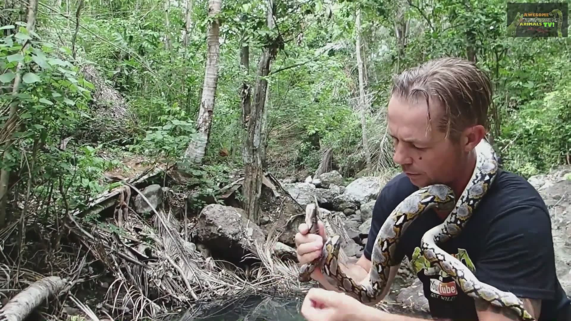 Encountering enormous reticulated python caught on camera during field ...