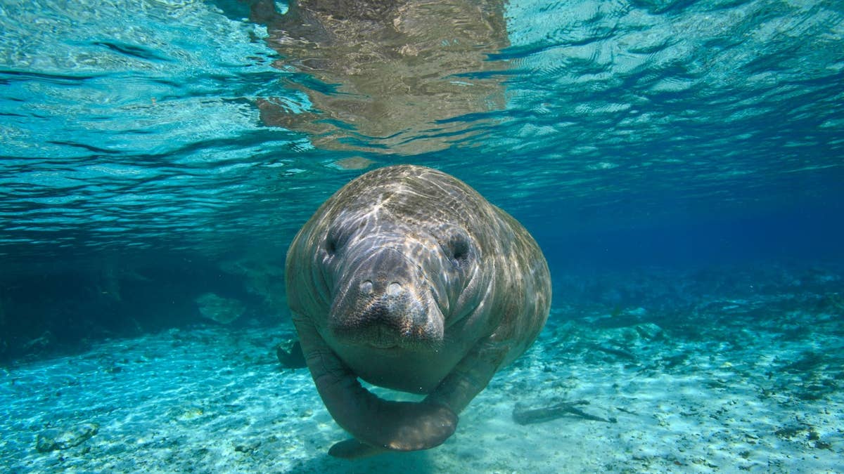 Shy manatee showing everyone her favorite rock has aquarium-goers in tears