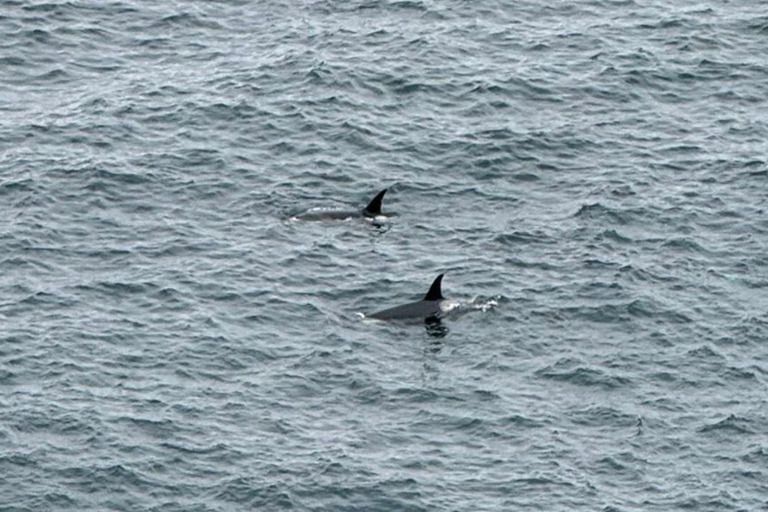 Watch the moment two orcas were spotted on East Lothian coast in rare ...