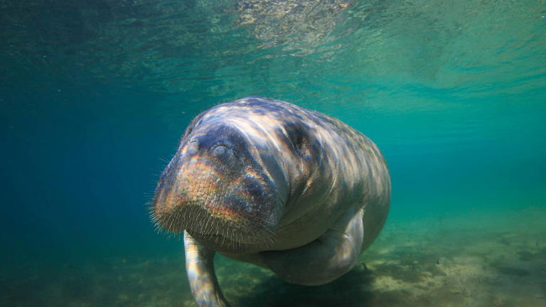 Shy manatee showing everyone her favorite rock has aquarium-goers in tears