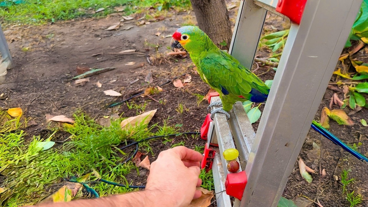 Couple tried to help a lost bird - until he chose them as his forever home