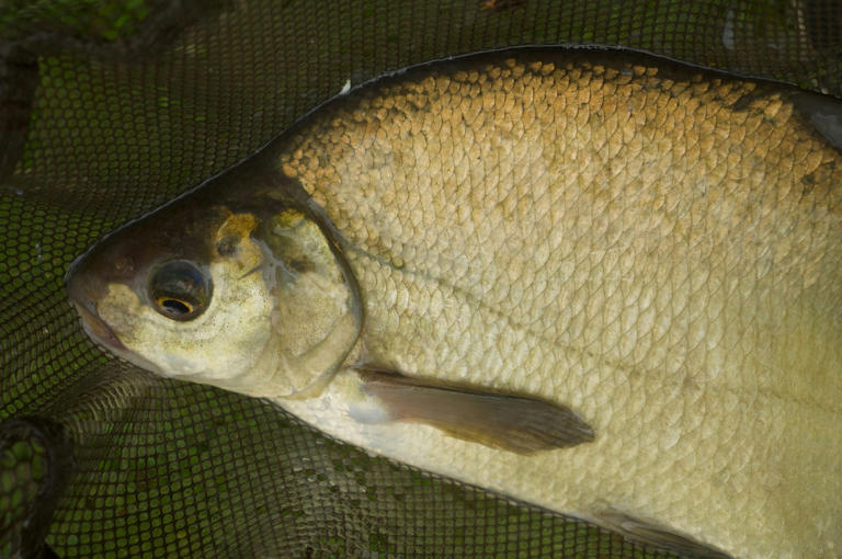 How to catch specimen bream
