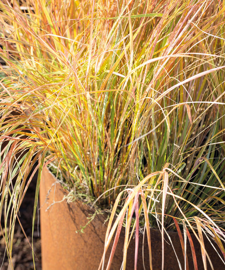 16 types of ornamental grass for a beautiful (yet low-maintenance) garden