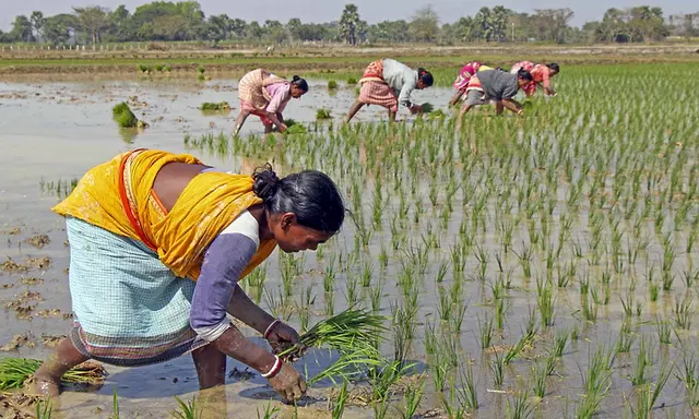 Basmati rice exporters urge GOVT action on shipping charges amid West ...