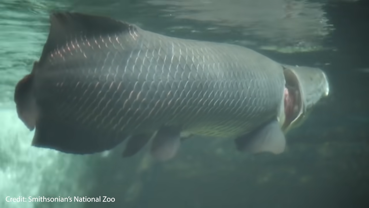 This sounds fake... but this fish actually makes milk