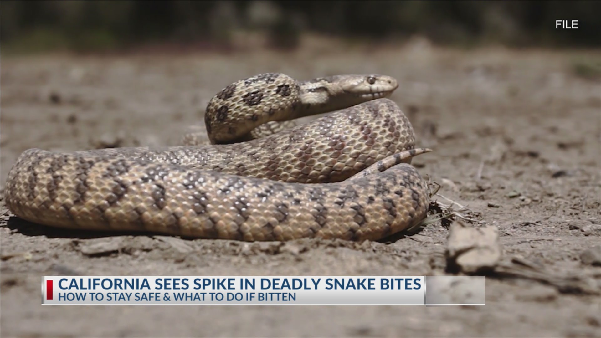 Watch your step! Rattlesnake dos & don'ts | 17 News at Sunrise