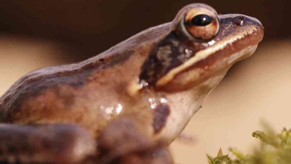 Frozen at -18°C for weeks… this frog still survives