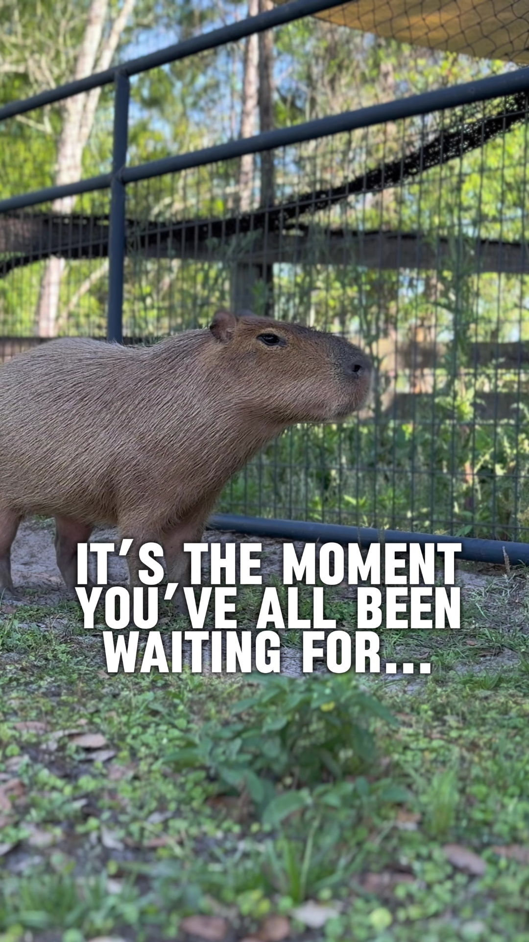 Capybara content coming soon: what to expect next
