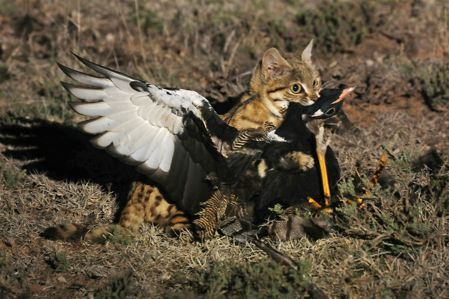 Which is the most aggressive cat breed in the world?