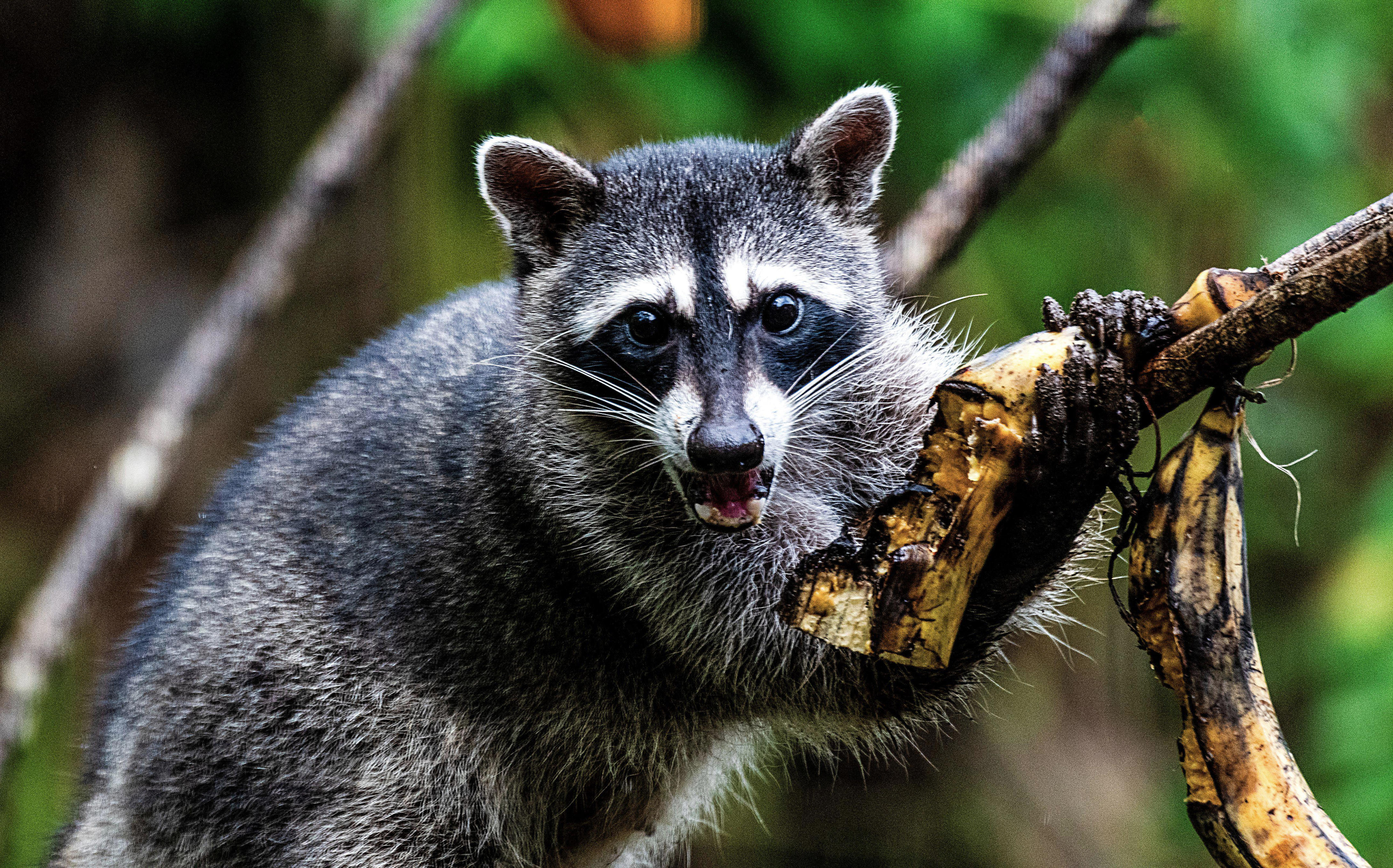 Health officials warn of rabid raccoons in Brooklyn