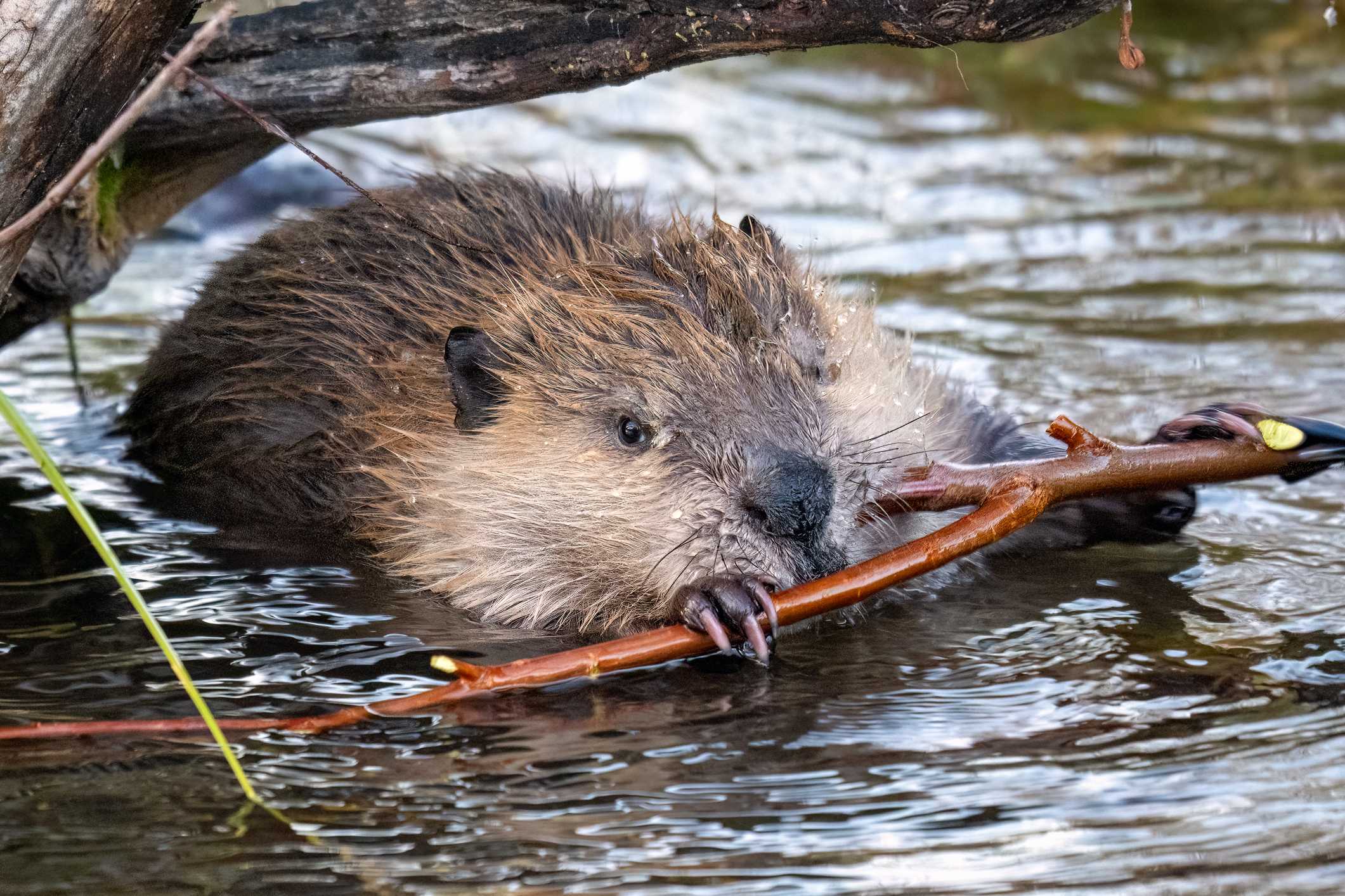 Three beavers found dead in Randolph Co., North Carolina wildlife ...