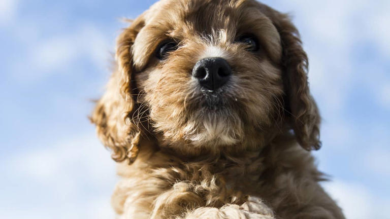 Cavapoo puppy's one-of-a-kind eye patch has everyone obsessed