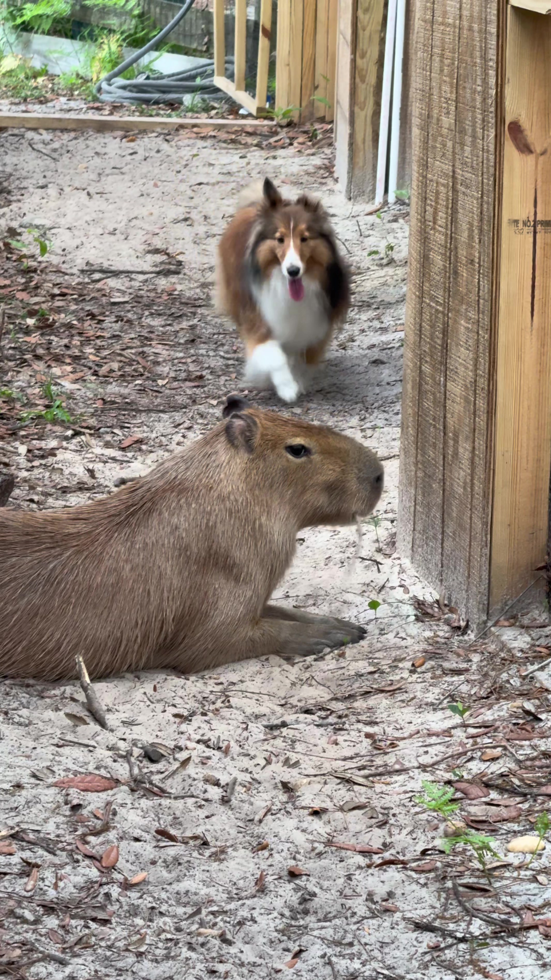 Cheesecake the capybara funny moments you need to see