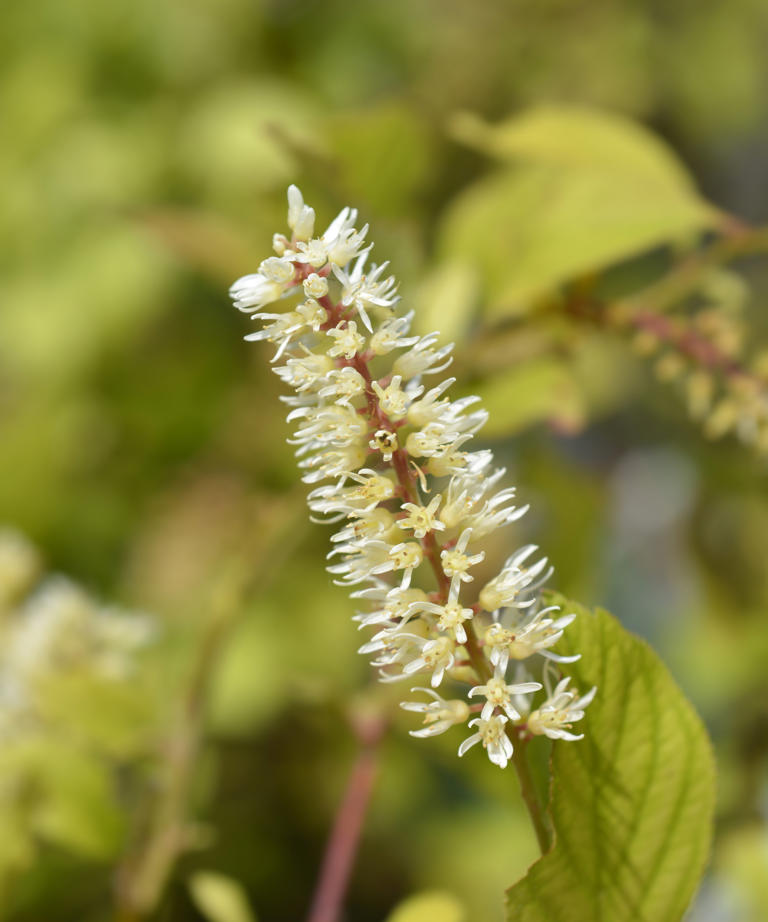How to grow Virginia sweetspire in pots - for seasonal interest and ...